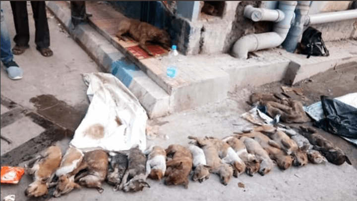 puppy murder