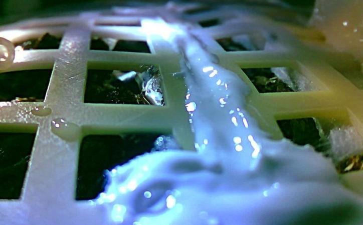 cotton plant sprouted on moon