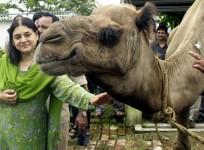 maneka gandhi
