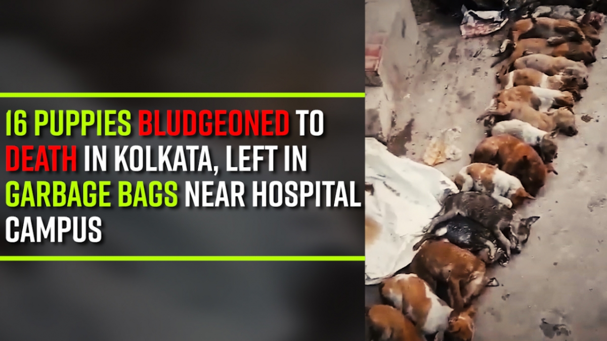 Kolkata puppies' murder: Why hasn't animal rights activist Maneka