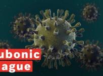What Is Bubonic Plague?