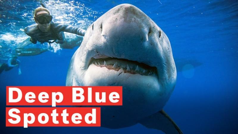 People were ordered out of the water, with jet skis used to bring some in. Great White Shark Deep Blue Spotted Off Hawaii Coast