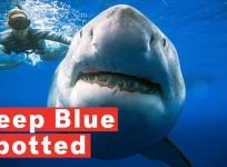 Massive Great White Shark Deep Blue Spotted Off Hawaii Coast