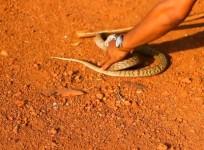 snake rinku kumar