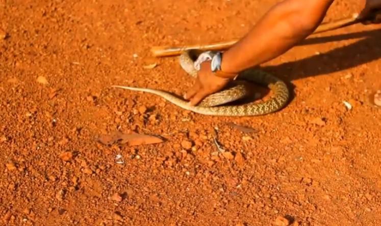 Rinku Kumar snake rinku kumar
