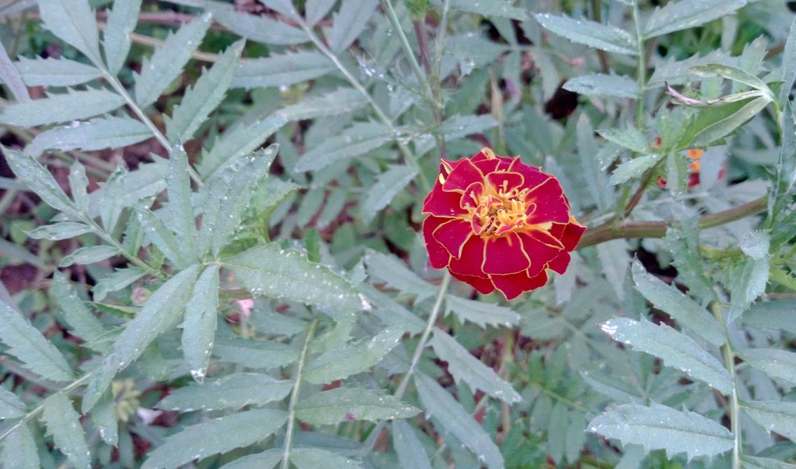 Oukitel U23 primary camera sample taken in the afternoon. Oukitel U23, review, camera, price