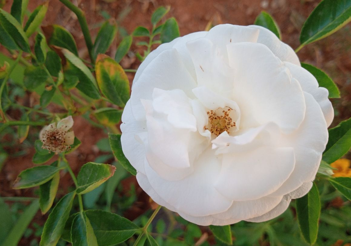 Oukitel U23 primary camera sample taken in the morning Oukitel U23, review, camera, price