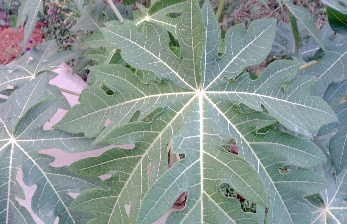 Oukitel U23 primary camera sample taken in the afternoon. Oukitel U23, review,camera, price