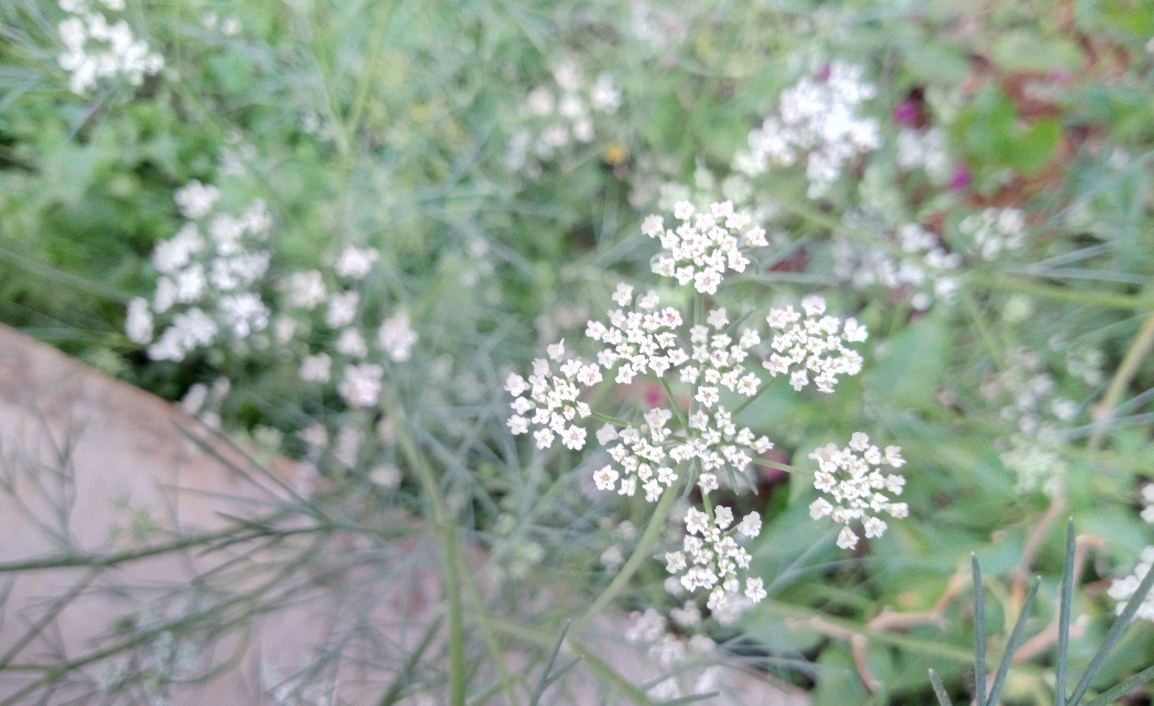 Oukitel U23 primary camera sample taken in the afternoon. Oukitel U23, review, camera, price