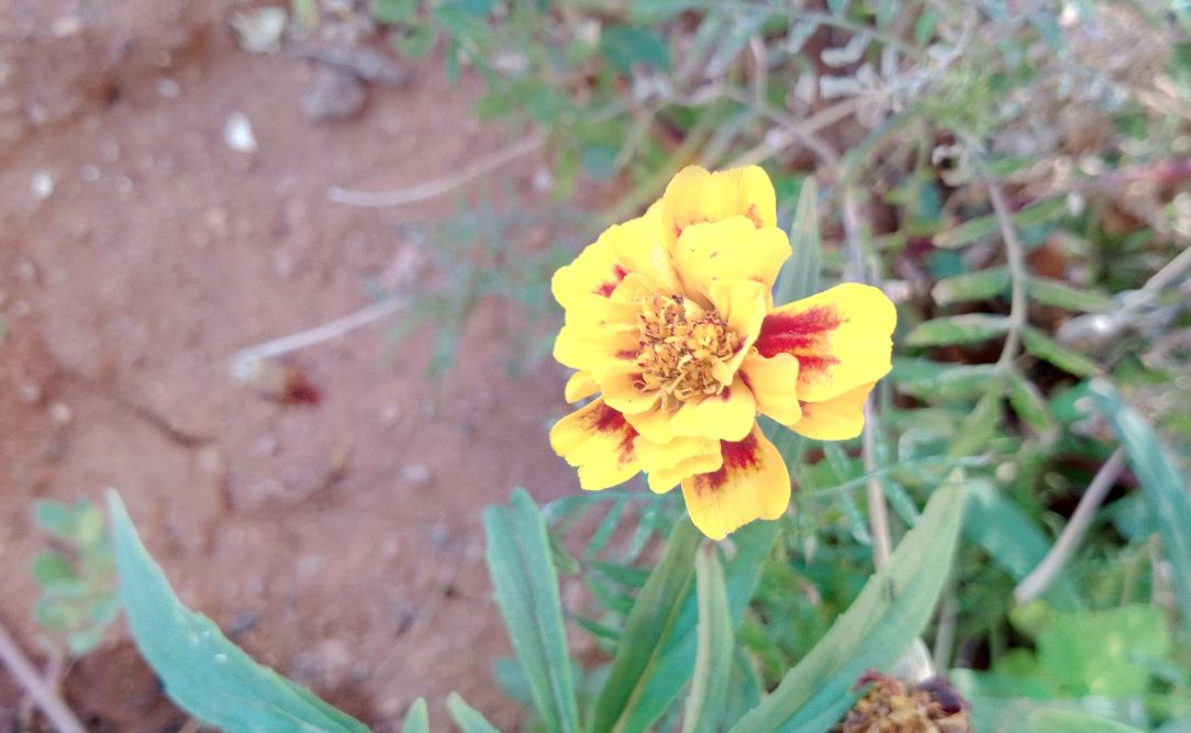 Oukitel U23 primary camera sample taken in the morning. Oukitel U23, review, camera, price