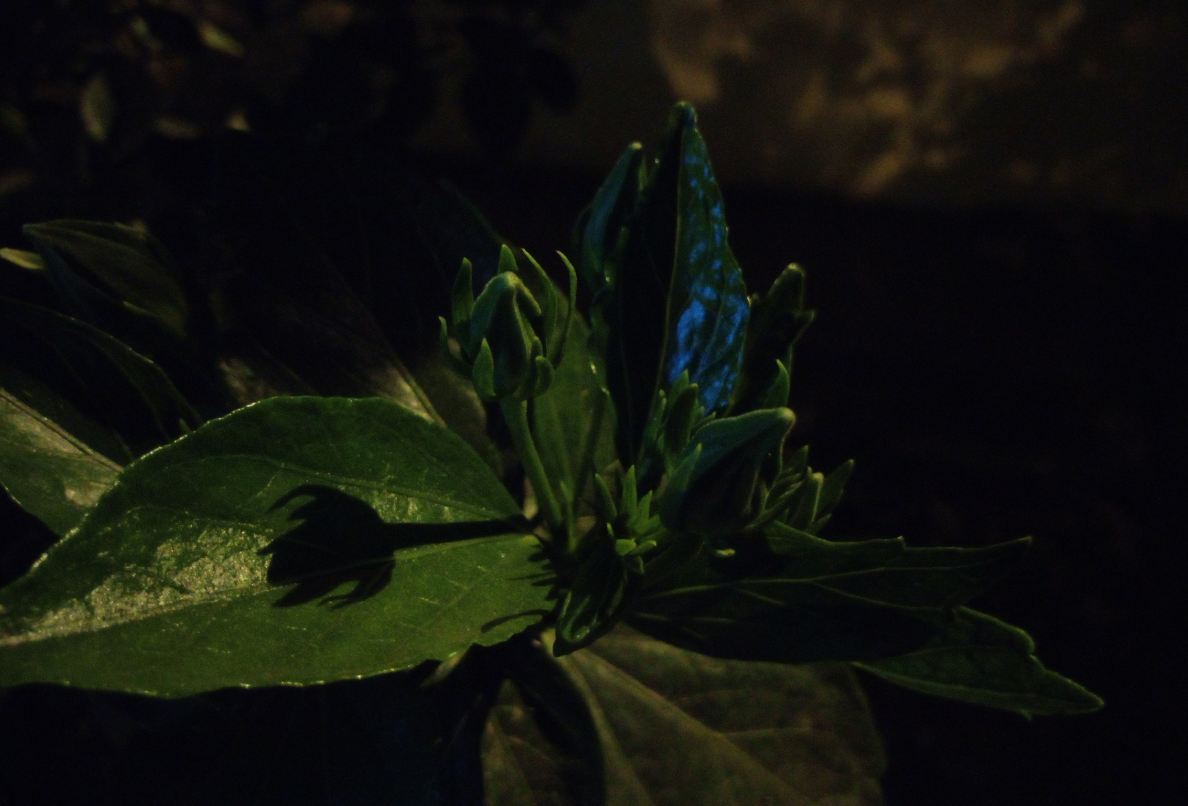 Oukitel U23 primary camera sample taken in the night with no flash. Oukitel U23, review, camera, price