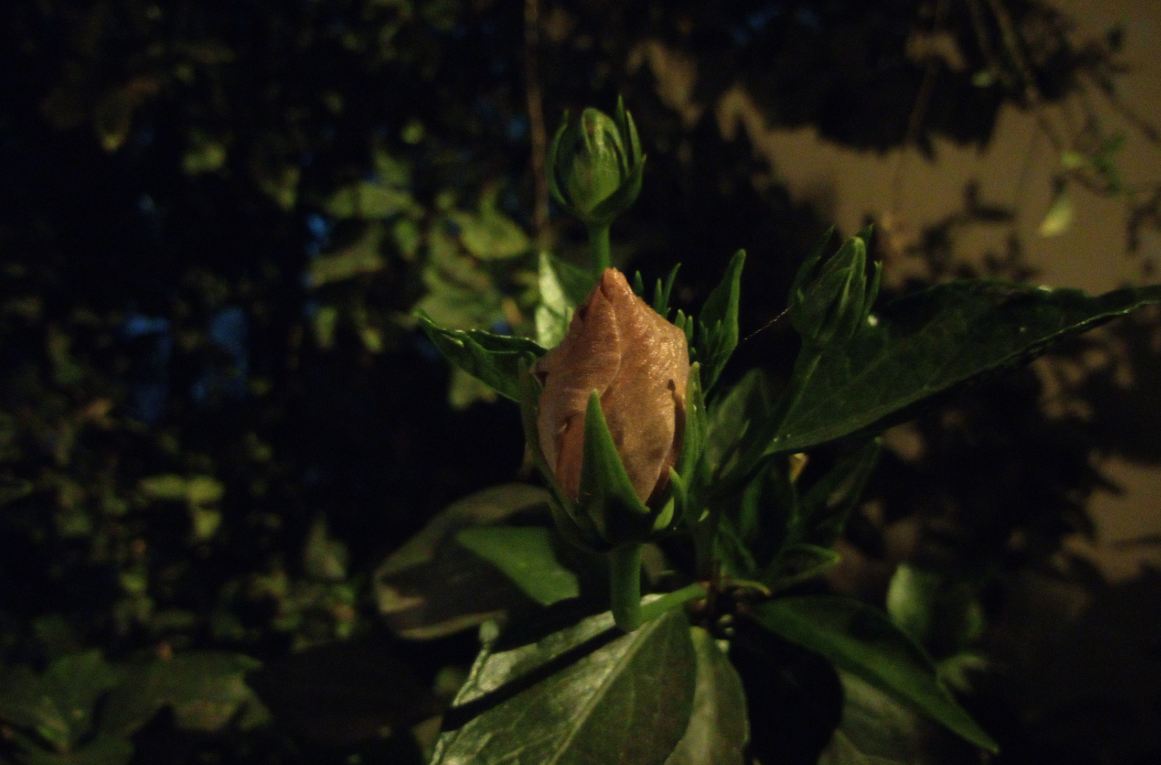 Oukitel U23 primary camera sample taken in the night. Oukitel U23, review, camera, price