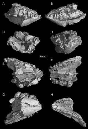 This is a picture of Martin-Lapparent, showing tiny teeth of crocodiles. crocodile teeth evolution