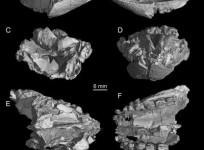 crocodile teeth evolution