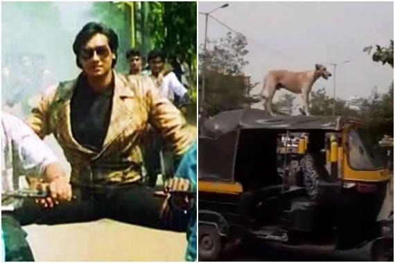 Viral Video Inspired By Ajay Devgn Dog Balances On Top Of Fast Moving Auto Rickshaw Ibtimes India ajay devgn dog balances