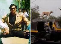 Like Ajay Devgn's stunt, dog balances itself on moving auto
