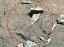 alien fossil