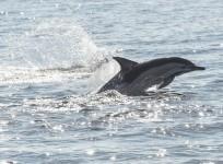 dolphins