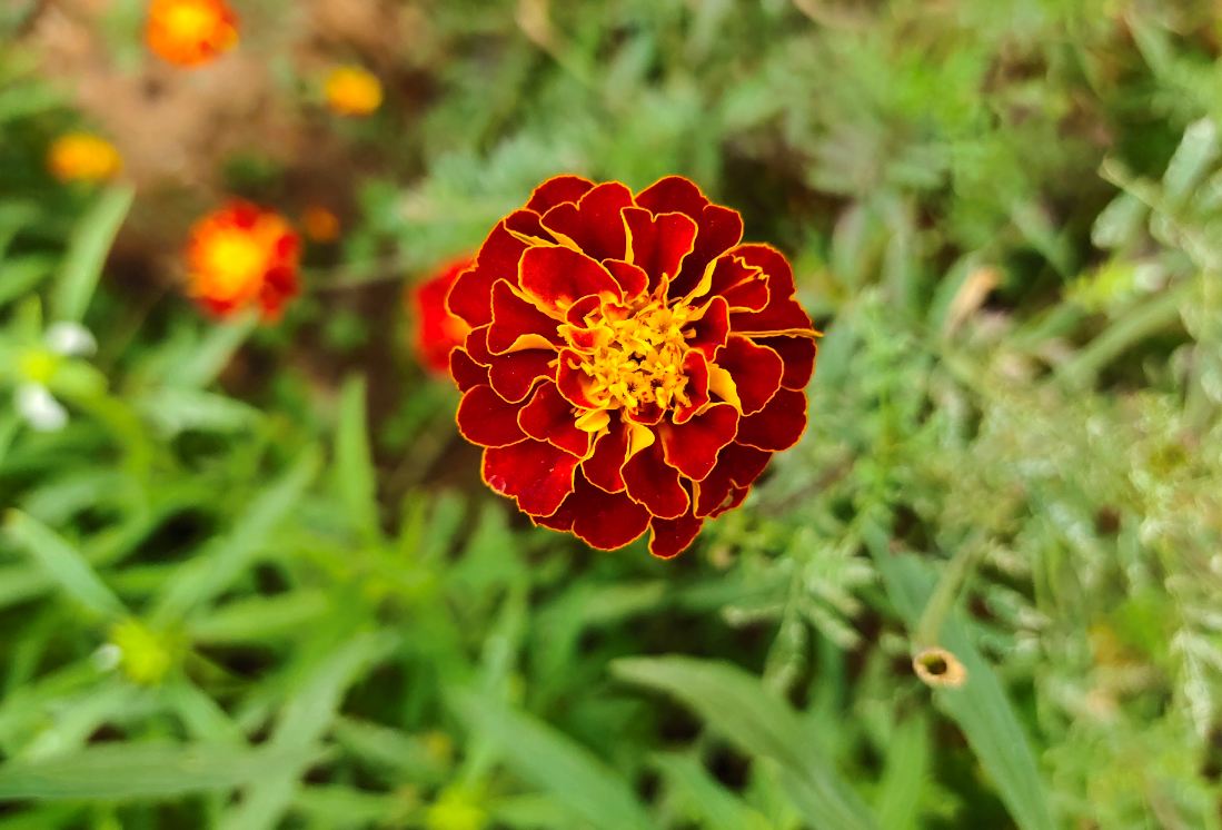 Vivo V15 Pro's primary camera sample in Portrait mode with Bokeh effect Vivo, V15 Pro, first impression, camera samples