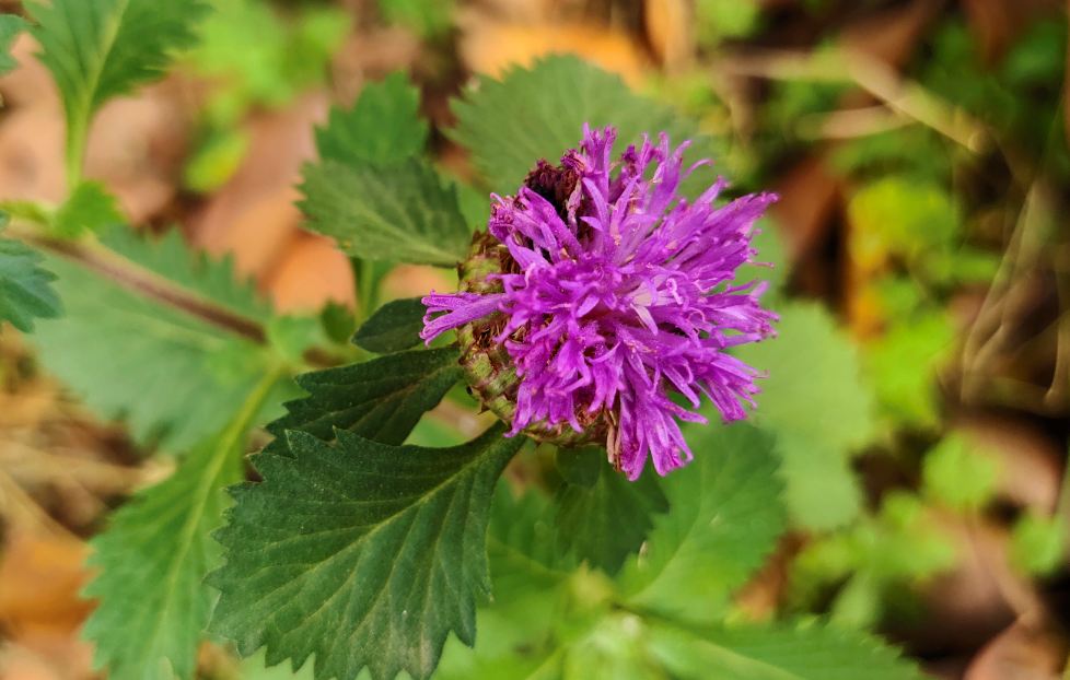 Vivo, V15 Pro, first impression