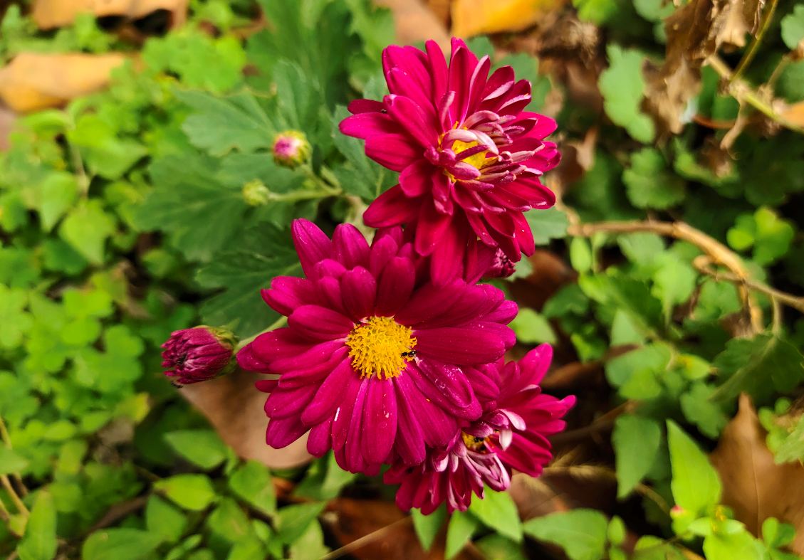 Vivo, V15 Pro, first impression