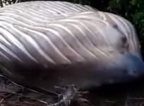 Humpback whale