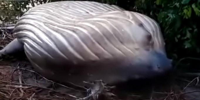 Humpback whale