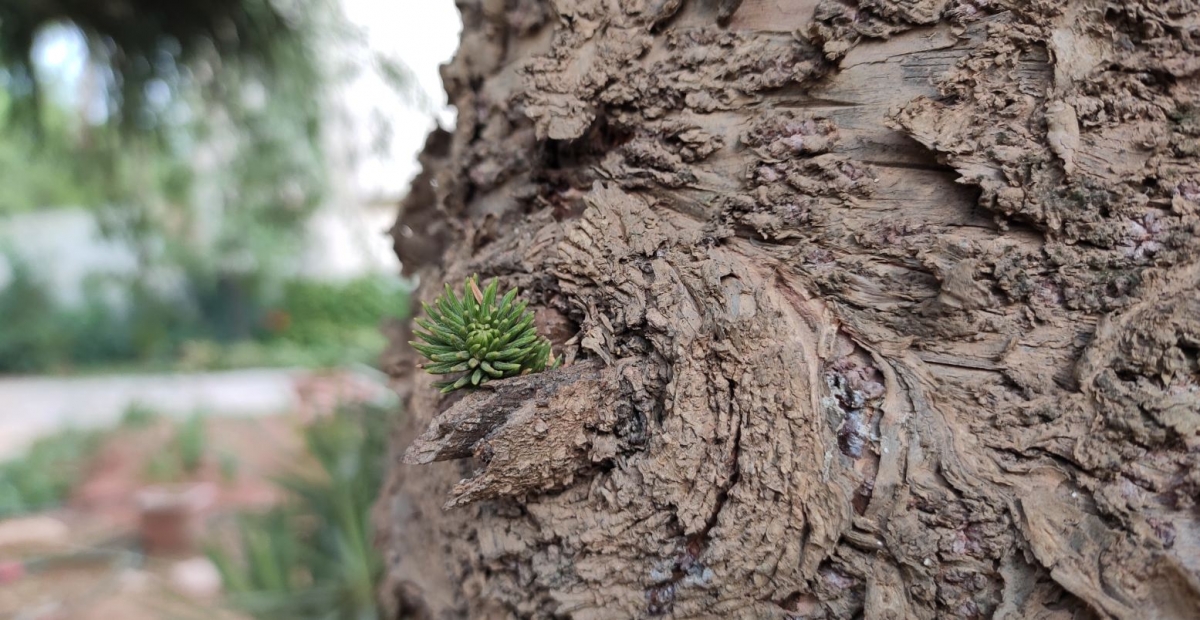 Xiaomi Redmi Note 7 Pro sample images Xiaomi, Redmi Note 7 Pro, India, launch, price