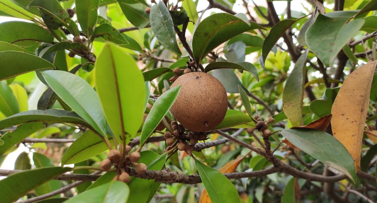 Xiaomi, Redmi Note 7 Pro, India, launch, price