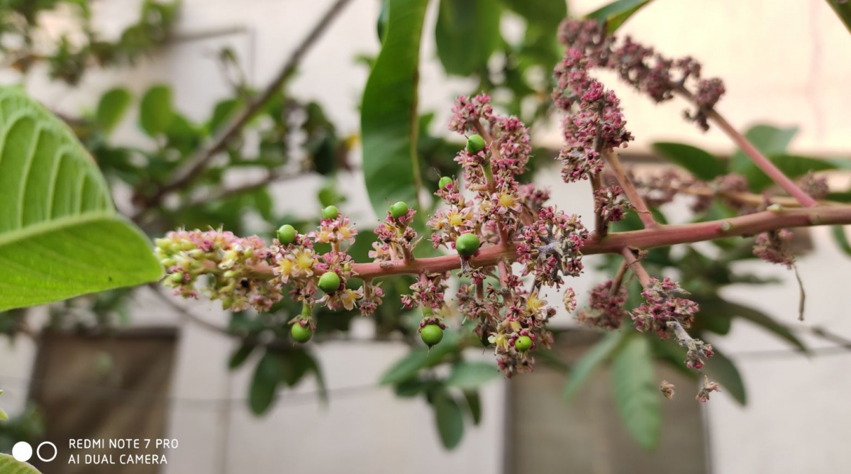 Xiaomi Redmi Note 7 Pro primary camera sample shot. Xiaomi, Redmi Note 7 Pro, India, launch, price