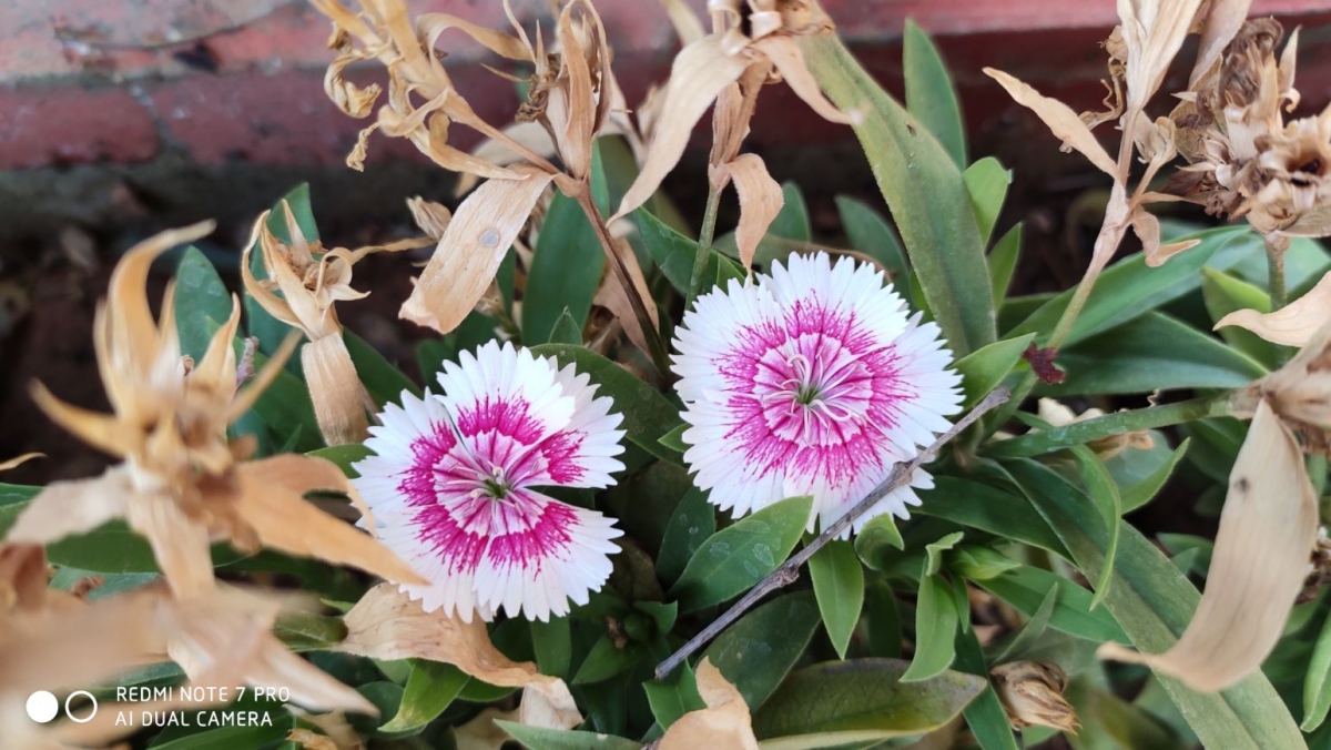 Xiaomi Redmi Note 7 Pro primary camera sample shot. Xiaomi, Redmi Note 7 Pro, India, launch, price