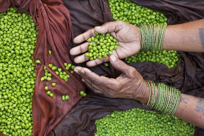 A village woman sorts chickpeas. Indian pulses production