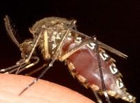 Close-Up Of Mosquitoes