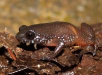 frog