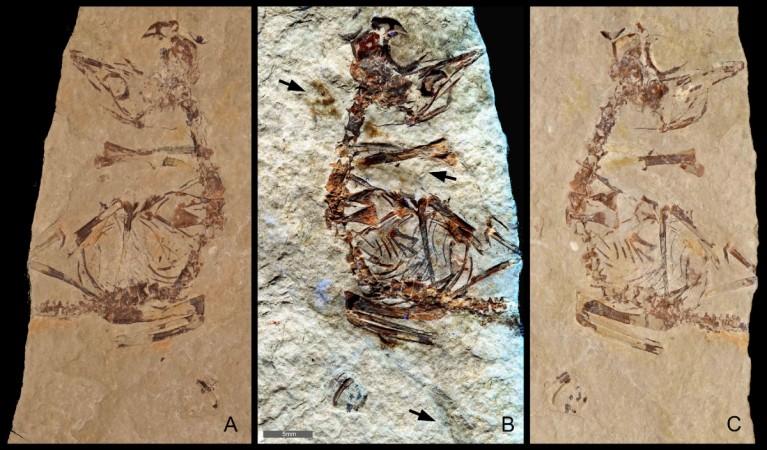Feathers revealed in a ~125 million-year-old fossil of a bird hatchling shows it came bird fossils