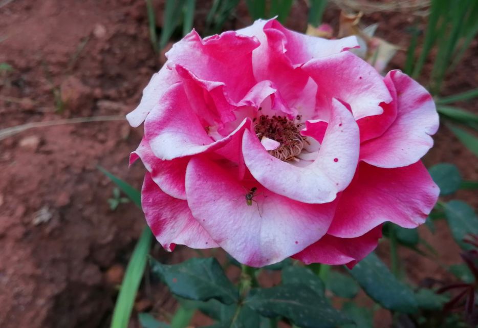 Honor 10 Lite primary camera photo sample taken in natural light condition Honor 10 Lite, launch, price, specs, camera, review