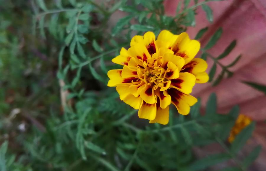 Honor 10 Lite primary camera photo sample taken in natural light condition Honor 10 Lite, launch, price, specs, camera, review