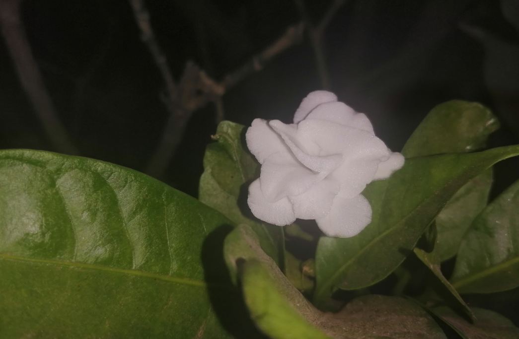 Honor 10 Lite primary camera photo sample taken in the night with flash on. Honor 10 Lite, launch, price, specs, camera, review