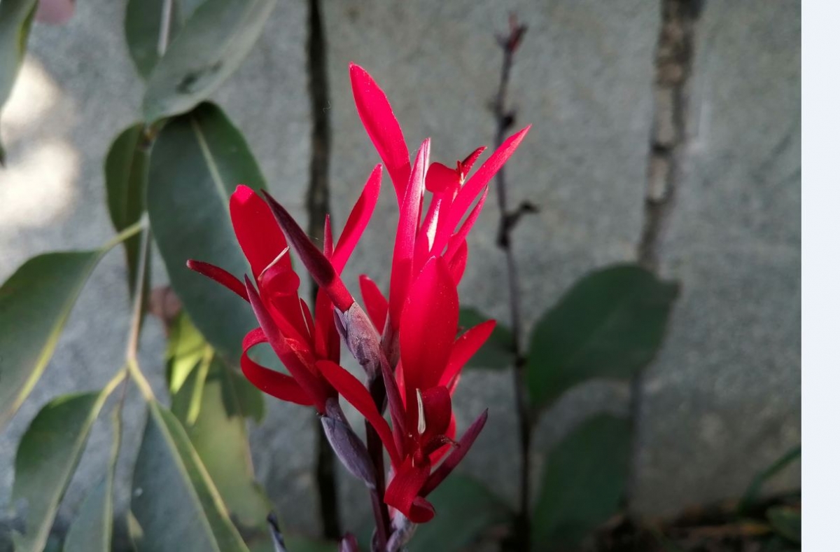 Honor 10 Lite primary camera photo sample taken in natural light condition Honor 10 Lite, launch, price, specs, camera, review