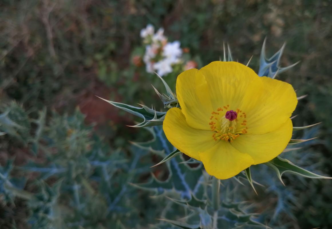 Honor 10 Lite primary camera photo sample taken in a shade. Honor 10 Lite, launch, price, specs, camera, review