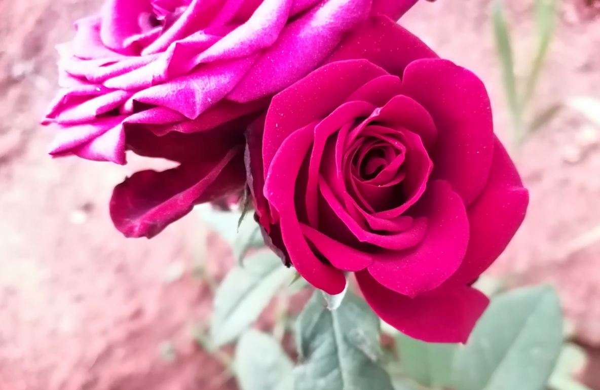 Honor 10 Lite primary camera photo sample taken in natural light condition Honor 10 Lite, launch, price, specs, camera, review