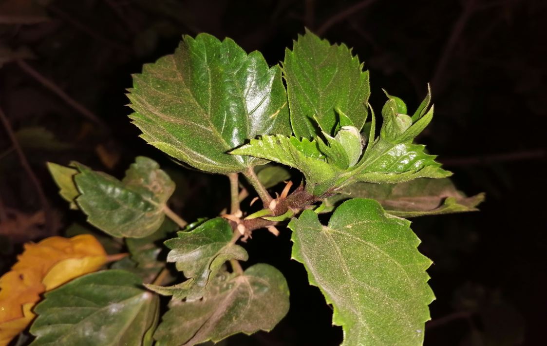 Honor 10 Lite primary camera photo sample taken in the night with LED flash on. Honor 10 Lite, launch, price, specs, camera, review