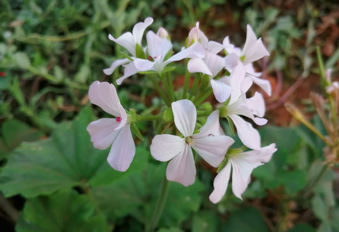 Honor 10 Lite primary camera photo sample taken under a shade. Honor 10 Lite, launch, price, specs, camera, review