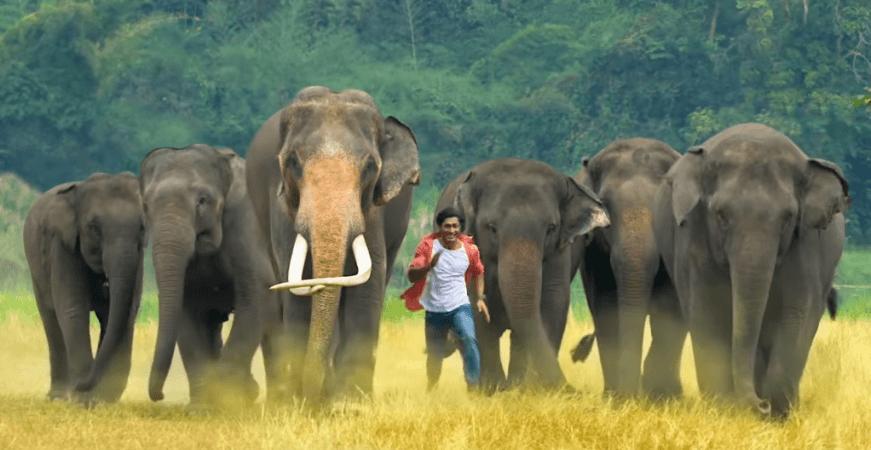 Junglee still Junglee still