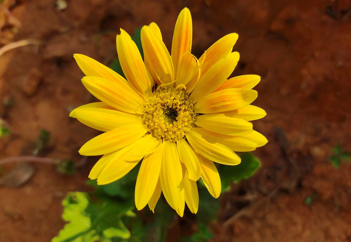 Vivo, V15 Pro, review, camera, India, launch, price