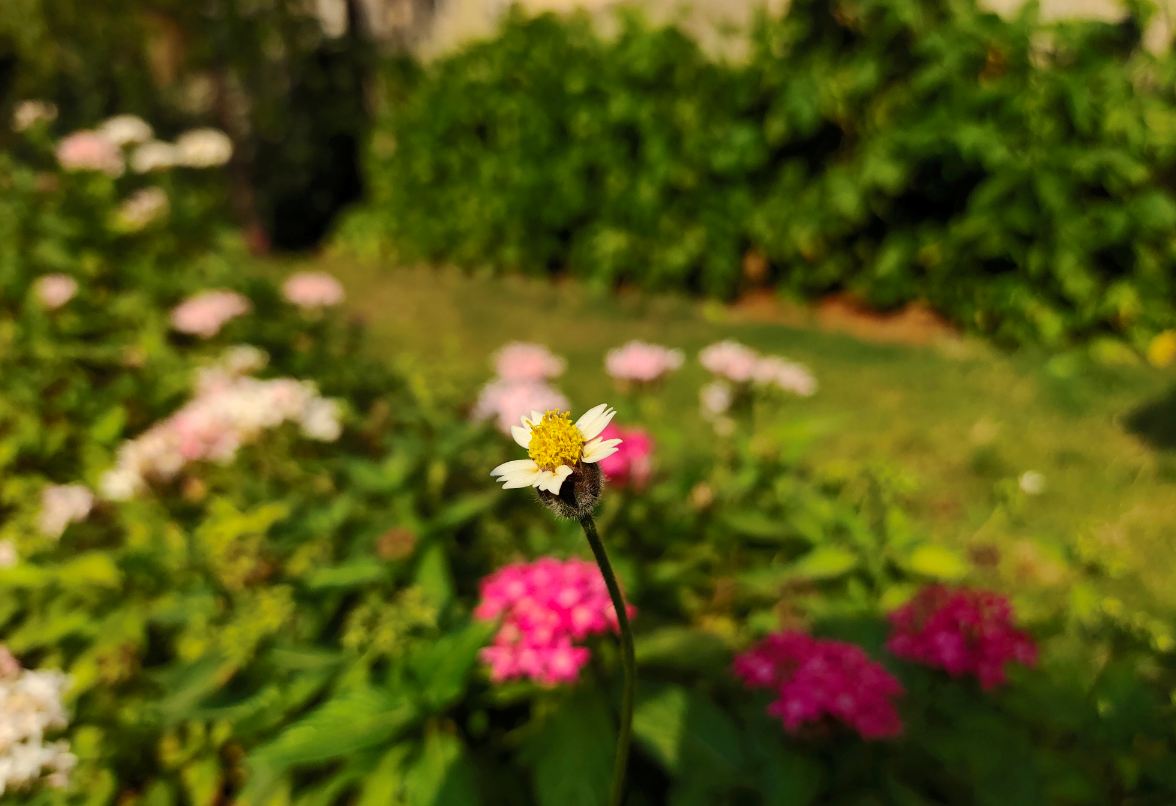 Vivo, V15 Pro, review, camera, India, launch, price