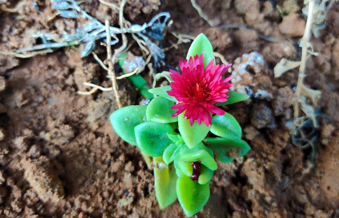 Vivo, V15 Pro, review, camera, India, launch, price