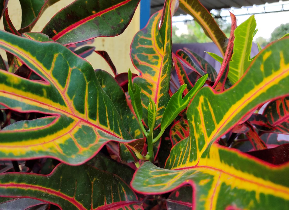 Vivo, V15 Pro, review, camera, India, launch, price