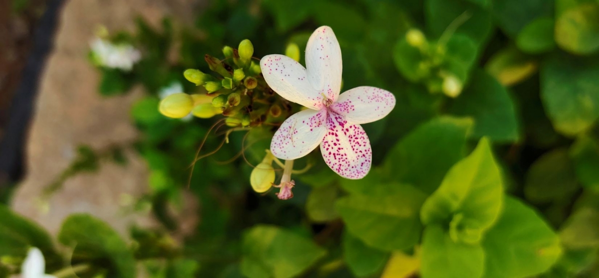 Vivo, V15 Pro, review, camera, India, launch, price