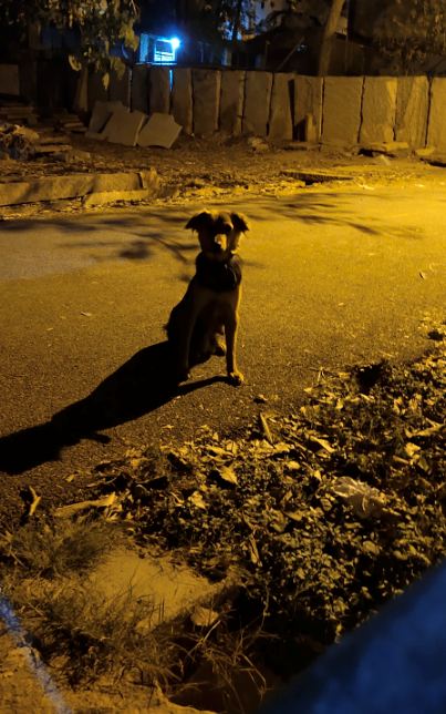 Vivo, V15 Pro, review, camera, India, launch, price